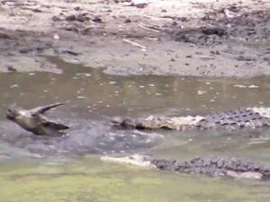 Clip: Đàn cá sấu cùng nhau xé xác linh dương Impala