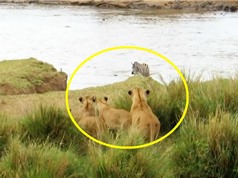 Clip: Đàn sư tử bất lực nhìn ngựa vằn chạy thoát