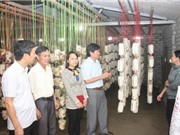 Hà Tĩnh: Ứng dụng tiến bộ KH&CN sản xuất nấm 