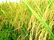 Con số vàng và sự đẻ nhánh của cây lúa