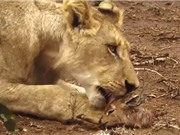 Clip: Sư tử cái cứu linh dương Impala thoát khỏi nanh vuốt báo hoa mai