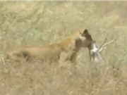 Clip: Rình rập tài tình, sư tử dễ dàng bắt được linh dương Impala