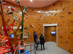 50.000 mẫu vật được lưu giữ tại Bảo tàng Thiên nhiên Việt Nam 