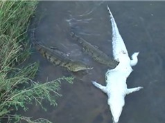 Clip: Cá sấu khổng lồ bị đồng loại xé xác
