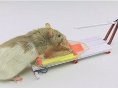 Clip: Cách làm bẫy chuột bằng giấy cực kỳ an toàn và hiệu quả