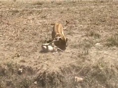 Clip: Vấp ngã khi chạy trốn, linh dương Antilope bị sư tử hạ sát