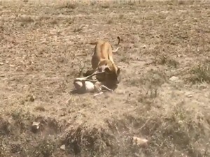 Clip: Vấp ngã khi chạy trốn, linh dương Antilope bị sư tử hạ sát