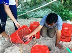 Nghiên cứu, phục hồi, bảo vệ quần thể rùa biển tại Cù Lao Chàm