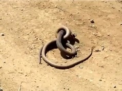 Clip: Cuộc chiến sống còn giữa 2 con rắn