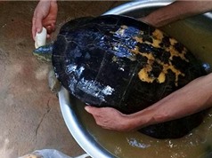 Nghệ An: Thả rùa “khủng” 16kg về tự nhiên