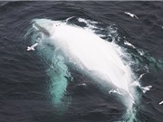 Clip: Phát hiện cá voi bạch tạng quý hiếm ở ngoài khơi Australia