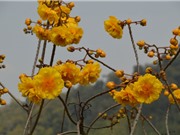 Hoa mai đăng - loài hoa đẹp gây "sốt” ở Việt Nam