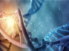 Trải nghiệm thời thơ ấu có thể thay đổi vĩnh viễn DNA 