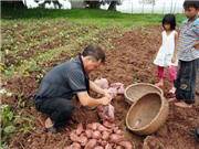 Phục tráng khoai lang Hoàng Long