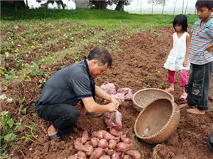 Phục tráng khoai lang Hoàng Long