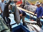 Bình Định hoàn thiện hồ sơ đăng ký nhãn hiệu chứng nhận Cá ngừ đại dương