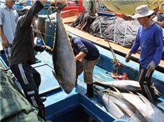 Bình Định hoàn thiện hồ sơ đăng ký nhãn hiệu chứng nhận Cá ngừ đại dương