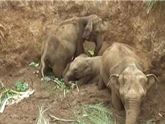 Clip: Giải cứu 4 chú voi bị rơi xuống giếng giữa đồng