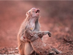 Bí ẩn quanh việc khỉ mẹ ăn thịt xác con