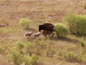 Clip: Bò rừng bison chiến đấu với chó sói bảo vệ con