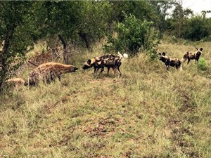 Clip: Linh cẩu bỏ chạy sau màn đối đầu với chó hoang châu Phi