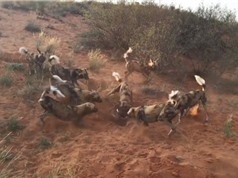 Clip: Đàn chó hoang châu Phi cùng nhau xé xác lợn rừng