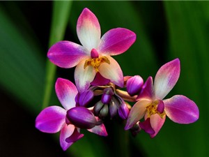Lan chu đình - loài hoa đẹp được dùng làm thuốc 