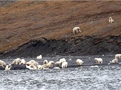 Hàng trăm gấu bắc cực cùng đổ xô đi xẻ thịt cá voi