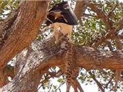 CLIP ĐỘNG VẬT ĐẠI CHIẾN ẤN TƯỢNG NHẤT TUẦN: Đại bàng bỏ mạng vì săn báo, linh cẩu xé xác trâu rừng