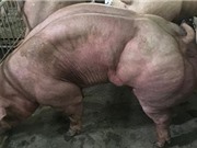 Lợn cơ bắp cuồn cuộn do biến đổi gene ở Campuchia