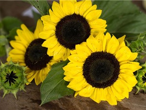 Kỹ thuật trồng và chăm sóc hoa hướng dương cho tổ ấm thêm hương sắc