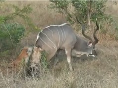 Clip: 2 con linh cẩu hạ linh dương vằn Kudu to lớn