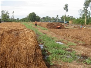 Làm nấm rơm mùa nước nổi cho thu nhập khá