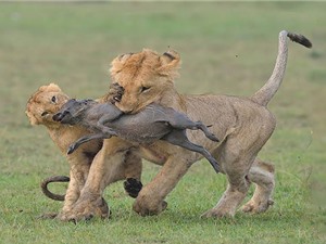 Clip: Bầy sư tử hành hạ lợn bướu con cực kỳ dã man