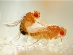 Phát hiện cơ chế gene giúp phân biệt người với… ruồi