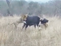 Clip: Sư tử đực hợp sức hạ sát trâu rừng