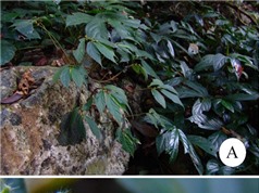 Tìm thấy nhiều loài thực vật mới tại Việt Nam