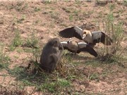 Clip: Ngỗng chiến đấu ác liệt với khỉ đầu chó 