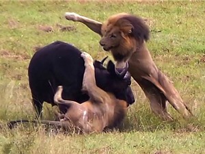 Clip: Mẹ con trâu rừng chết thảm trước 3 con sư tử đực