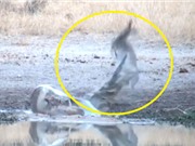 Clip: Linh dương Antilope may mắn thoát chết trước hàm cá sấu