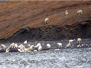Hàng trăm gấu Bắc Cực xúm vào xé xác cá voi mắc cạn