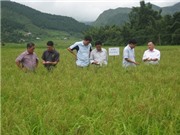 Yên Bái: Bảo tồn, phát triển giống lúa nếp Tú Lệ
