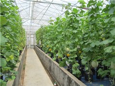 Phú Yên trồng thử nghiệm dưa lưới trong nhà màng