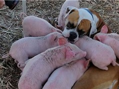 Chó mẹ cho đàn lợn 8 con bú sữa