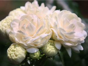 Ngắm vẻ đẹp thuần khiết của loài hoa thơm thứ 2 thế giới