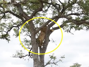 Clip: Thua đàn linh cẩu, sư tử phải leo cây lánh nạn