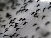 26.000 con muỗi sập bẫy ở Florida trong hơn nửa ngày