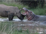 Clip: Cuộc ác đấu kinh điển giữa tê giác và hà mã