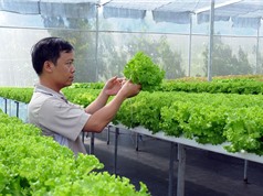 Thu 3,5-4,5 triệu/ngày nhờ trồng xà lách theo phương pháp thủy canh