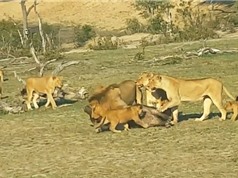 Clip: Đàn sư tử cùng nhau cắn xé trâu rừng con
